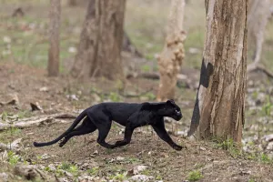 Melanistic leopard / Black panther (Panthera pardus) Nagarahole National Park, Nilgiri Melanistic leopard / Black panther (Panthera pardus) Nagarahole National Park, Nilgiri