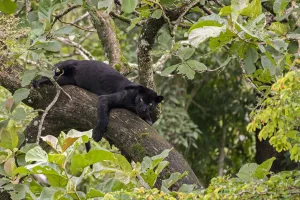 Melanistic leopard / Black panther (Panthera pardus fusca) resting in tree Melanistic leopard / Black panther (Panthera pardus fusca) resting in tree