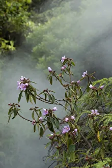 Melastome (Melastoma polyanthum) flowering in forest, steamy from thermal spring. Tengchong Melastome (Melastoma polyanthum) flowering in forest, steamy from thermal spring. Tengchong