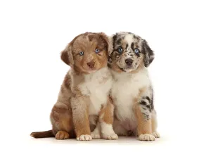 Two merle Mini American Shepherd puppies Two merle Mini American Shepherd puppies