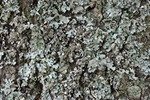 Merveille-du-Jour moth (Dichonia aprilina), camouflaged on lichen. The National Forest Merveille-du-Jour moth (Dichonia aprilina), camouflaged on lichen. The National Forest