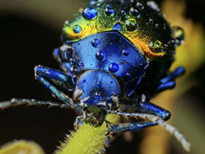 Iridescence Collection: Metallic leaf beetle (Chrysomelidae) with rain droplets, frontal view, in Aiuruoca