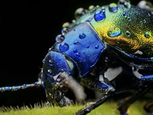 Images Dated 15th December 2016: Metallic leaf beetle ( Eumolpinae) with rain droplets, in Aiuruoca, Minas Gerais, Brazil