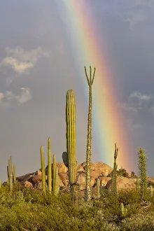 Mexican giant cardon cactus (Pachycereus pringlei) and Boojum tree (Fouquieria columnaris Mexican giant cardon cactus (Pachycereus pringlei) and Boojum tree (Fouquieria columnaris
