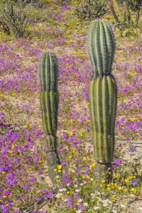 Mexican giant cardon (Pachycereus pringlei), two young cacti amongst flowering Desert Mexican giant cardon (Pachycereus pringlei), two young cacti amongst flowering Desert