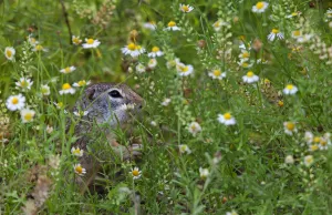 Mexican ground squirrel (Spermophilus mexicanus) Laredo Borderlands, Texas, USA. April Mexican ground squirrel (Spermophilus mexicanus) Laredo Borderlands, Texas, USA. April