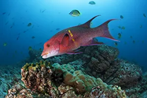 Mexican Hogfish (Bodianus diplotaenia), Socorro Island, Revillagigedo Archipelago Mexican Hogfish (Bodianus diplotaenia), Socorro Island, Revillagigedo Archipelago