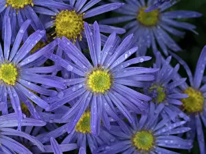 Magnoliopsida Gallery: Michaelmas daisy (Aster amellus) flowers in garden