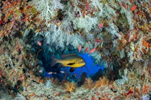 Midnight snapper (Macolor macularis) shelters in a cavern on a coral reef with white soft Midnight snapper (Macolor macularis) shelters in a cavern on a coral reef with white soft