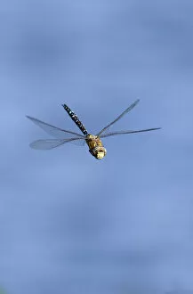 Images Dated 31st August 2009: Migrant Hawker dragonfly (Aeshna mixta latrielle) male in flight, Wiltshire, England