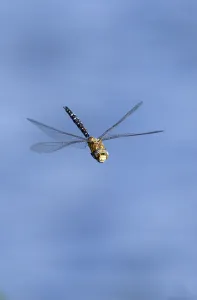 Migrant Hawker dragonfly (Aeshna mixta latrielle) male in flight, Wiltshire, England Migrant Hawker dragonfly (Aeshna mixta latrielle) male in flight, Wiltshire, England
