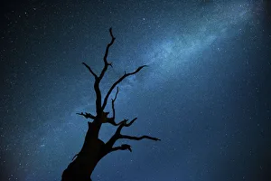 Milky way over Oak tree (Quercus robur) Brecon Beacons National Park, International Milky way over Oak tree (Quercus robur) Brecon Beacons National Park, International