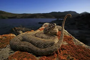 Milos Viper (Macrovipera schweizeri) sub adult luring potential prey to within striking Milos Viper (Macrovipera schweizeri) sub adult luring potential prey to within striking