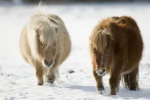 Two Minature Shetland ponies {Equus caballus} in snow, UK Two Minature Shetland ponies {Equus caballus} in snow, UK