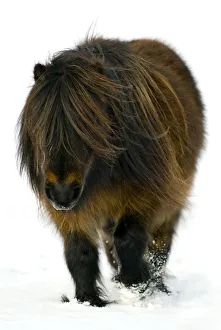 Minature Shetland Pony {Equus caballus} in snow, UK Minature Shetland Pony {Equus caballus} in snow, UK