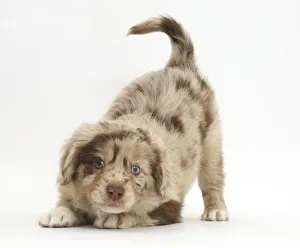 Miniature American shepherd puppy in play-bow Miniature American shepherd puppy in play-bow