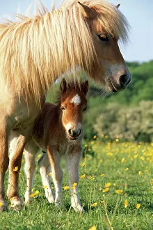 Miniature shetland pony (Equus caballus) mother and foal in field, UK Miniature shetland pony (Equus caballus) mother and foal in field, UK