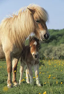Miniature shetland pony (Equus caballus) mother and foal in field, UK Miniature shetland pony (Equus caballus) mother and foal in field, UK