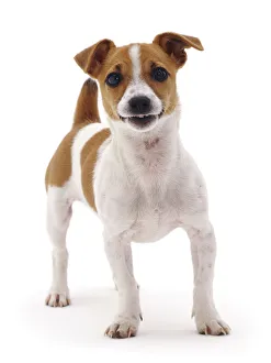 Miniature smooth coated Jack Russell Terrier, tan and white female puppy, 20 weeks Miniature smooth coated Jack Russell Terrier, tan and white female puppy, 20 weeks
