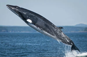 Breaches Gallery: Minke whale (Baelanoptera acutorostrata) breaching, Bay of Fundy, New Brunswick, Canada