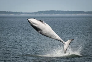 Breaches Gallery: Minke whale ( Balaenoptera acutorostrata) breaching, Bay of Fundy, Canada, July