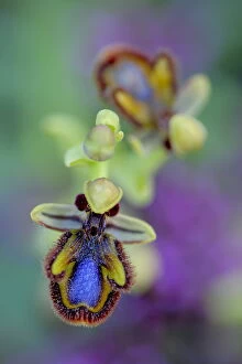Images Dated 6th April 2009: Mirror orchid (Ophrys speculum) in the Sierra de Grazalema Natural Park, El Bosque