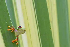 Misfit / Jumping leaf frog (Agalychnis saltator) looking out from behind leaf, Siquirres Misfit / Jumping leaf frog (Agalychnis saltator) looking out from behind leaf, Siquirres