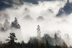 Mist caused by a temperature inversion over woodland near Ambleside, Lake District Mist caused by a temperature inversion over woodland near Ambleside, Lake District