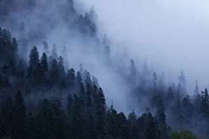 Images Dated 3rd July 2008: Mist drifting over a Nordmann fir (Abies nordmanniana) forest, near Dombay, Teberdinsky