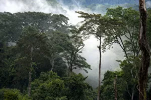 Impenetrable Gallery: Mist through the trees in the mostly impenetrable equatorial rainforest, Gabon
