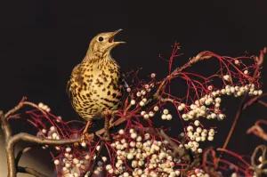 Mistle thrush (Turdus viscivorus) calling perched on rowan tree. London, UK. December Mistle thrush (Turdus viscivorus) calling perched on rowan tree. London, UK. December
