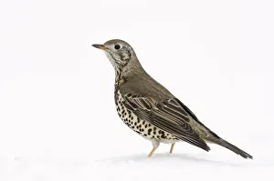 Images Dated 19th March 2011: Mistle Thrush (Turdus viscivorus) in snow. Hertfordshire, England, UK, February