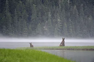 On a misty morning, female Grizzly bear (Ursus arctos horribilis) standing up in alert On a misty morning, female Grizzly bear (Ursus arctos horribilis) standing up in alert