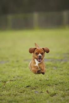 Mixed Breed dog running on grass, towards camera Mixed Breed dog running on grass, towards camera