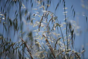 Mixed grasses in a grass meadow including Oat grass (Avena sp) and False oat grass Mixed grasses in a grass meadow including Oat grass (Avena sp) and False oat grass