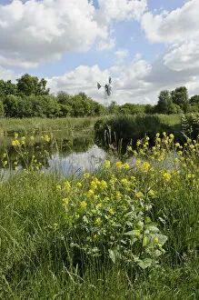 Images Dated 8th June 2011: Modern wind pump for pumping water onto Wicken Fen, Charlock (Sinapis arvensis) flwoering
