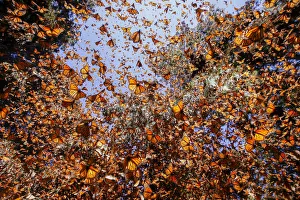Monarch butterfly (Danaus plexippus), in wintering from November to March in Oyamel pine Monarch butterfly (Danaus plexippus), in wintering from November to March in Oyamel pine