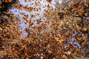 Monarch butterfly (Danaus plexippus) wintering in Oyamel pine forests (Abies religiosa) Monarch butterfly (Danaus plexippus) wintering in Oyamel pine forests (Abies religiosa)
