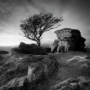 Volcanic Rocks Gallery: Monochrome image of a Hawthorn tree (Crataegus monogyna) and granite outcrop near Saddle Tor