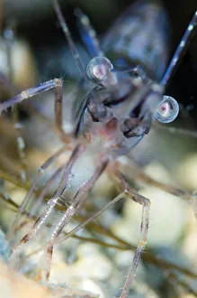 Montague / Pink shrimp (Pandalus montagui) close-up, Lofoten, Norway, November 2008 Montague / Pink shrimp (Pandalus montagui) close-up, Lofoten, Norway, November 2008