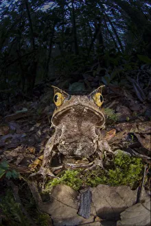 Montane horned frog (Megophrys kobayashii) in the leaf litter at night. Mount Kinabalu Montane horned frog (Megophrys kobayashii) in the leaf litter at night. Mount Kinabalu