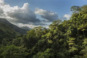 Montane rainforest, Hienghene, New Caledonia Montane rainforest, Hienghene, New Caledonia