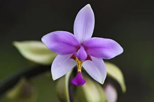 Melanesia Gallery: Montane rainforest orchid, near FakFak, Mainland New Guinea, Western Papua, Indonesian New Guinea