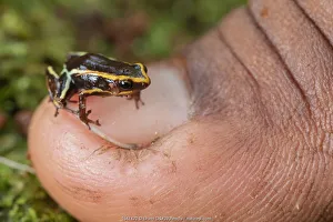 Monte Iberia eleuth (Eleutherodactylus iberia), on human fingernail Monte Iberia eleuth (Eleutherodactylus iberia), on human fingernail