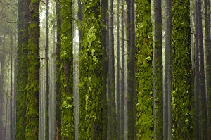 Montery pine (Pinus radiata) forest, with trunks covered with moss and lichen, Corona Montery pine (Pinus radiata) forest, with trunks covered with moss and lichen, Corona