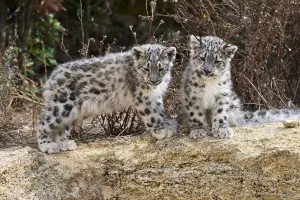 Two three month Snow leopard (Panthera uncia) cubs siting observing Two three month Snow leopard (Panthera uncia) cubs siting observing