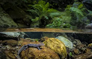 Montseny brook newt (Calotriton arnoldi), controlled conditions Montseny brook newt (Calotriton arnoldi), controlled conditions