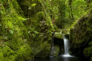 Montseny brook newt (Calotriton arnoldi) habitat, Montseny Natural Park, Barcelona, Spain Montseny brook newt (Calotriton arnoldi) habitat, Montseny Natural Park, Barcelona, Spain