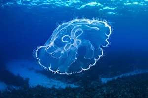 Moon jelly (Aurelia aurita) drifts over a coral reef. East End, Grand Cayman Moon jelly (Aurelia aurita) drifts over a coral reef. East End, Grand Cayman