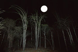 Images Dated 30th August 2006: Moon rise over Spiny Forest, Andohahela, Southern Madagascar